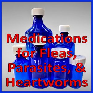 *Fleas, Parasites, & Heartworms
